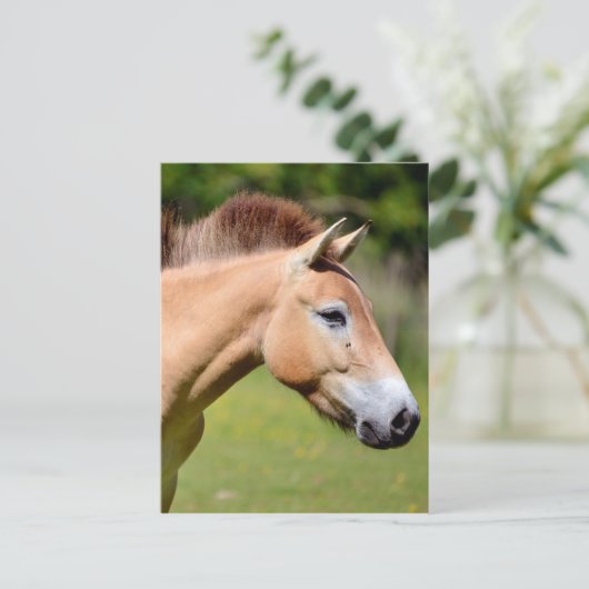 Prozewalski Postkarte (Stehend Vorderseite)