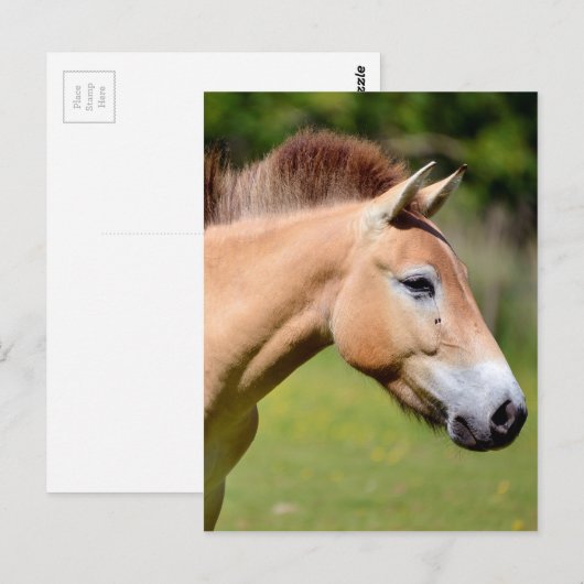 Prozewalski Postkarte (Vorne/Hinten)