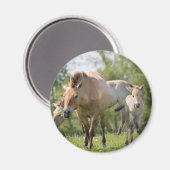 Prozewalskis Pferd- und Fohlenwandern Magnet (Vorderseite/Rückseite)