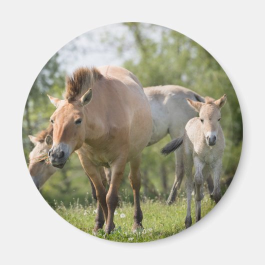 Prozewalskis Pferd- und Fohlenwandern Magnet (Vorne)