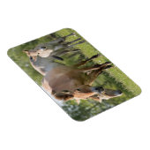 Prozewalskis Pferd- und Fohlenwandern Magnet (Rechte Seite)