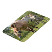 Prozewalskis Pferd- und Fohlenwandern Magnet (Linke Seite)