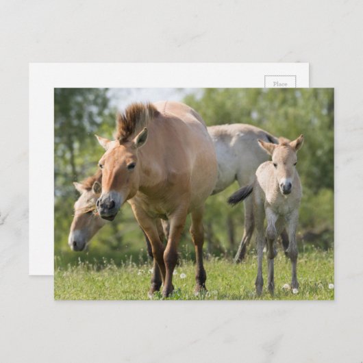 Prozewalskis Pferd- und Fohlenwandern Postkarte (Vorne/Hinten)