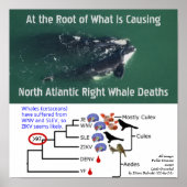 Prüfung nordatlantischer rechter Wale für Zika dur Poster (Vorne)