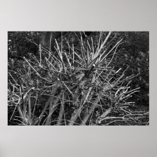 Pruned Shrub Poster