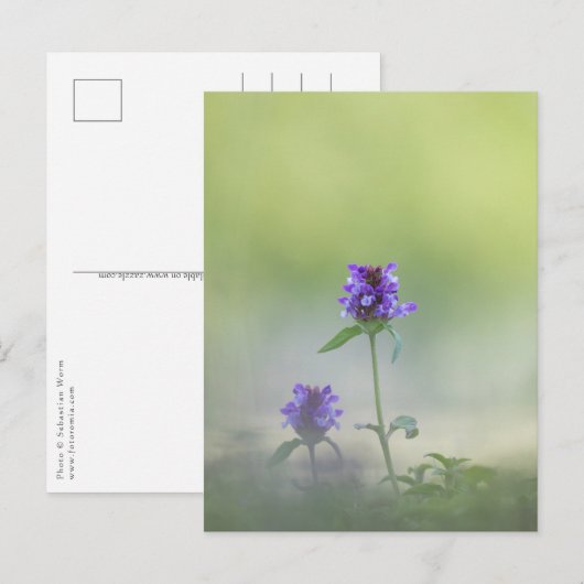 Prunella Blume Natur Foto Postkarte (Vorne/Hinten)