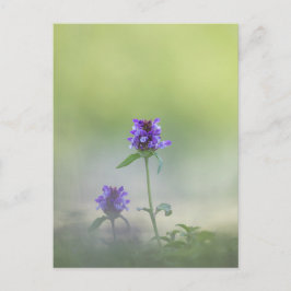 Prunella Blume Natur Foto Postkarte