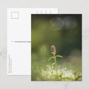 Prunella Blume Natur Foto Postkarte
