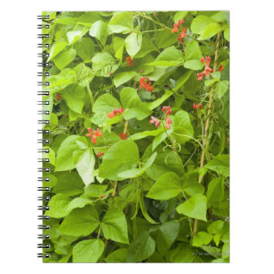 Prunkbohnen in der Blume Notizblock