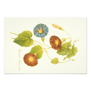 Prunkwinde Blau Illustration Fotodruck