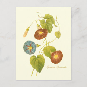 Prunkwinde Blau Illustration Postkarte