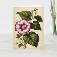 Prunkwinde Botanische Illustration Geburtstag