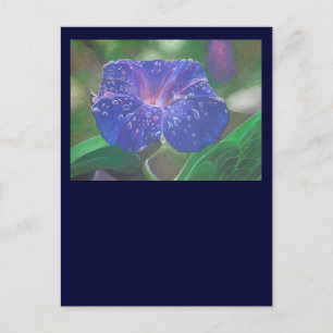 Prunkwinde (Ipomoea Purpurea) Blütenblätter und Mo Postkarte