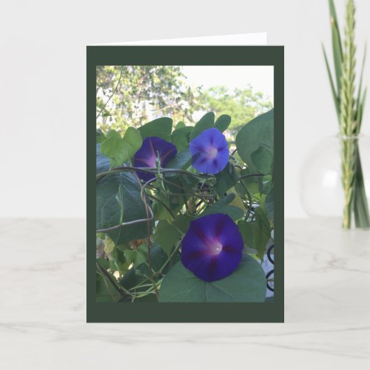 Prunkwinde Kaleidoskop Leere Karte (Vorderseite)