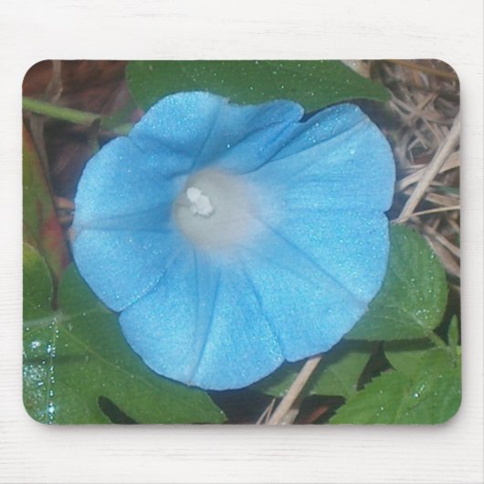 Prunkwinde-Mauspad Mousepad (Vorne)