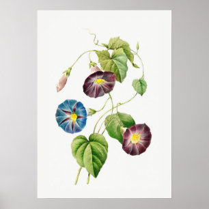 Prunkwinde Vintage Botanical ohne Text Poster