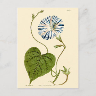 Prunkwinden-Blau-Illustration Postkarte