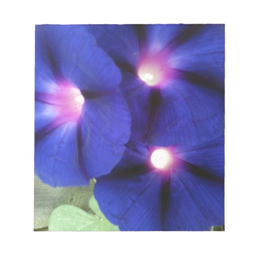 Prunkwinden-Blumen-Notizblock Notizblock (Vorderseite)