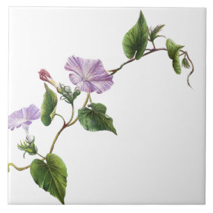 Prunkwinden-Blumengarten-Botanik-Blumenfliese Fliese