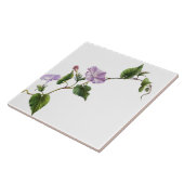Prunkwinden-Blumengarten-Botanik-Blumenfliese Fliese (Seite)