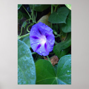 Prunkwinden-Blüten, Ipomoea mit Regentropfen Poster