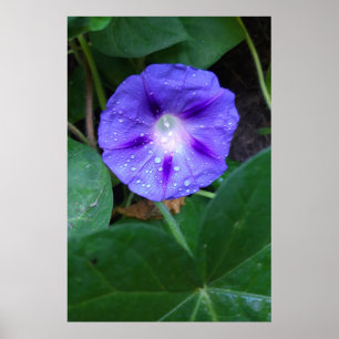 Prunkwinden-Blüten, Ipomoea mit Regentropfen Poster