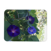 Prunkwinden-Kaleidoskop Magnet (Horizontal)