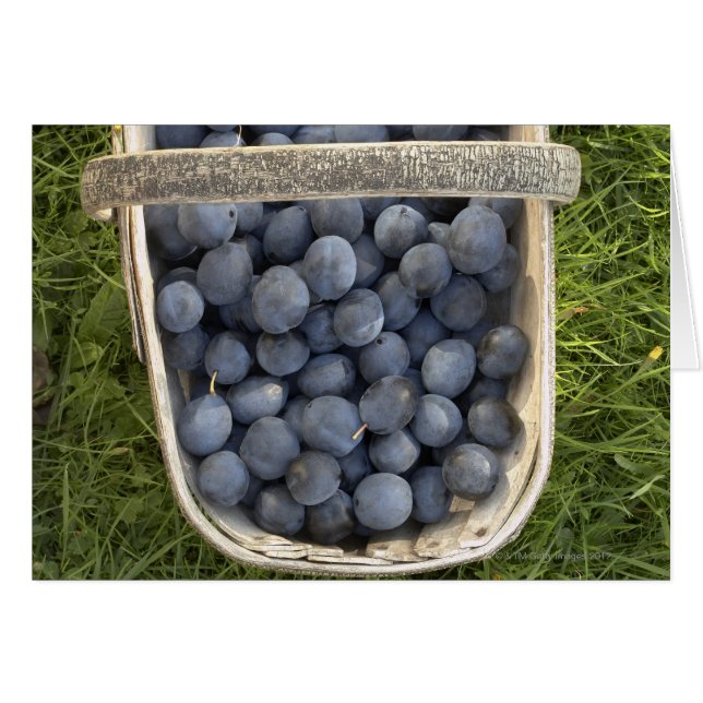 Prunus domestica, Damsons (Vorderseite (Horizontal))