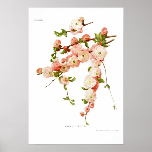 Prunus triloba (Mandelblüte) Poster (Vorne)