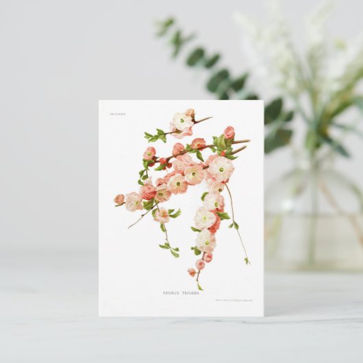 Prunus triloba (Mandelblüte) Postkarte (Stehend Vorderseite)