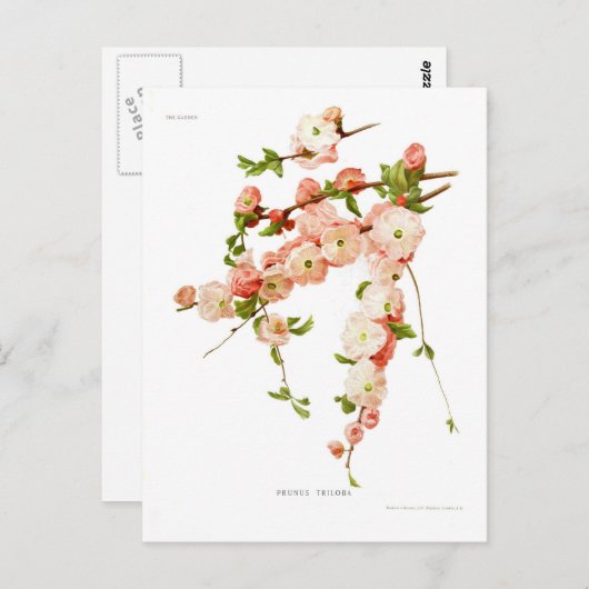 Prunus triloba (Mandelblüte) Postkarte (Vorne/Hinten)
