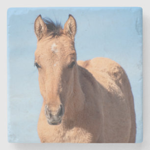 Pryor Mountain Wild Mustang Foal Steinuntersetzer