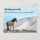 Pryor Mountain Wild Mustang Postcard: Horizont Postkarte (Vorderseite)