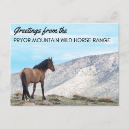 Pryor Mountain Wild Mustang Postcard: Horizont Postkarte