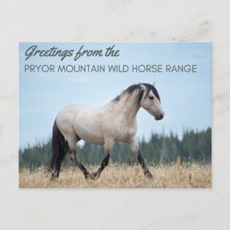 Pryor Mountain Wild Mustang: Wolkenstolz Postkarte