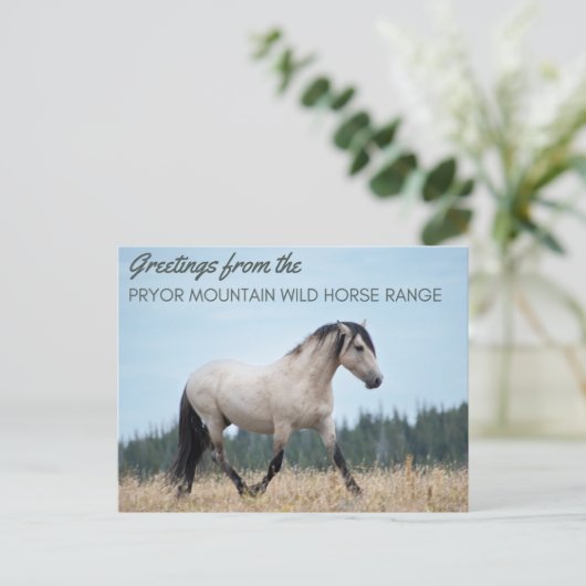 Pryor Mountain Wild Mustang: Wolkenstolz Postkarte (Stehend Vorderseite)