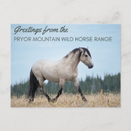 Pryor Mountain Wild Mustang: Wolkenstolz Postkarte