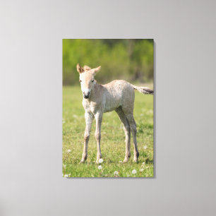 Przewalski-Fohlen, Ungarn Leinwanddruck
