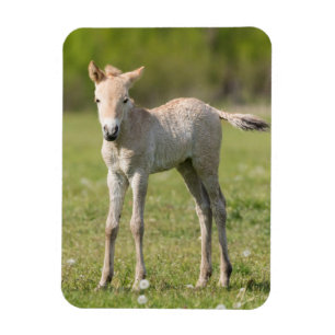 Przewalski-Fohlen, Ungarn Magnet