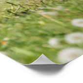 Przewalski-Fohlen, Ungarn Poster (Ecke)