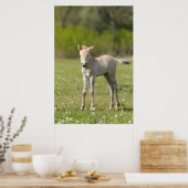 Przewalski-Fohlen, Ungarn Poster (Küche)