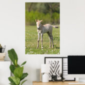 Przewalski-Fohlen, Ungarn Poster (Heimbüro)