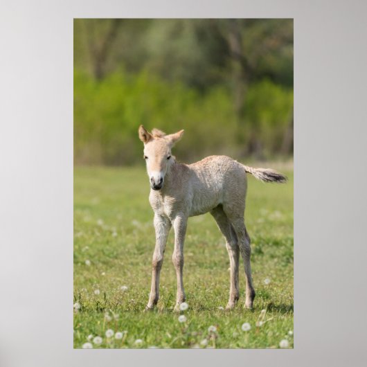 Przewalski-Fohlen, Ungarn Poster (Vorne)