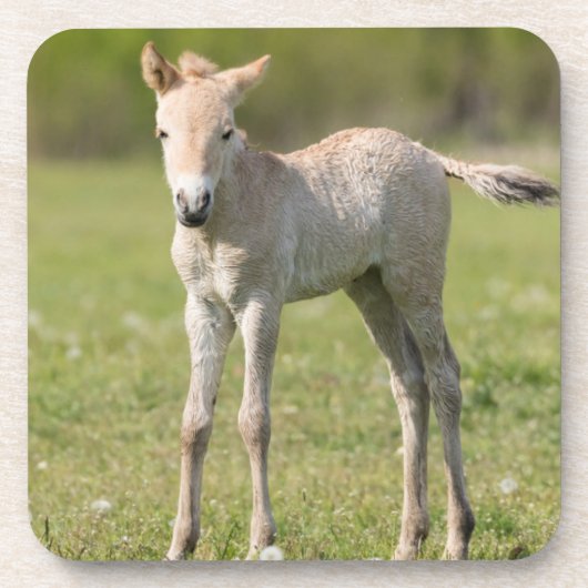 Przewalski-Fohlen, Ungarn Untersetzer (Vorderseite)