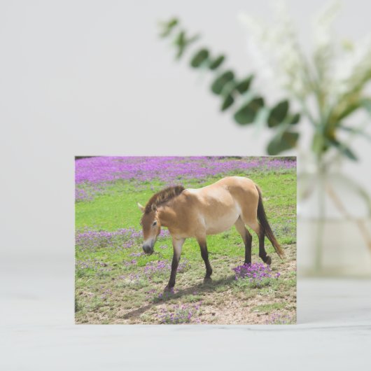 Przewalski Pferd Postkarte (Stehend Vorderseite)