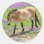 Przewalski Pferd Runder Aufkleber (Vorderseite)