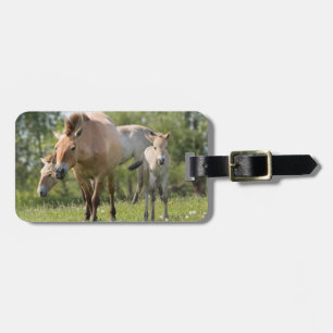 Przewalski-Pferd und Fohlen beim Gehen Gepäckanhänger
