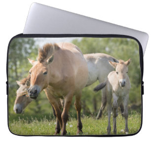Przewalski-Pferd und Fohlen beim Gehen Laptopschutzhülle