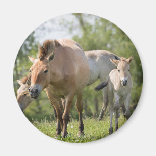Przewalski-Pferd und Fohlen beim Gehen Magnet