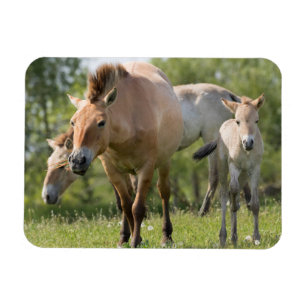 Przewalski-Pferd und Fohlen beim Gehen Magnet